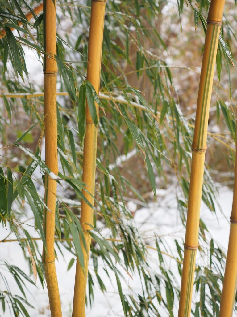 bamboo, nature, tube, plant, winter, snow, aureocaulis, growth, garden bamboo, golden bamboo, knotted bamboo, yellow bamboo, bamboo, bamboo, bamboo, bamboo, bamboo, golden bamboo