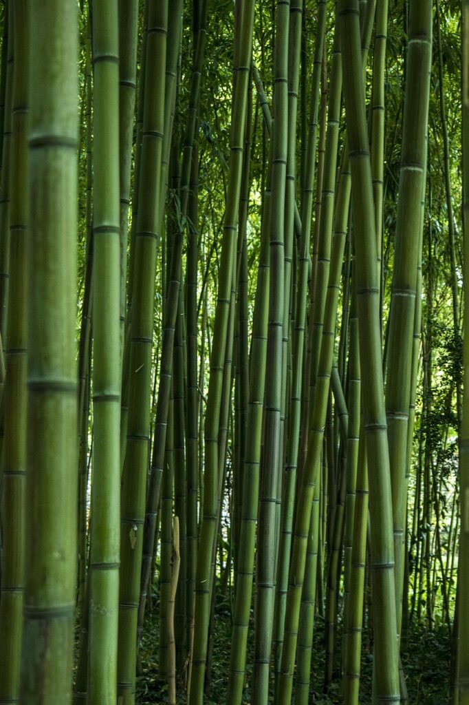 bamboo, leaf, nature, zen, green, garden, calmed down, bamboo, bamboo, bamboo, bamboo, bamboo